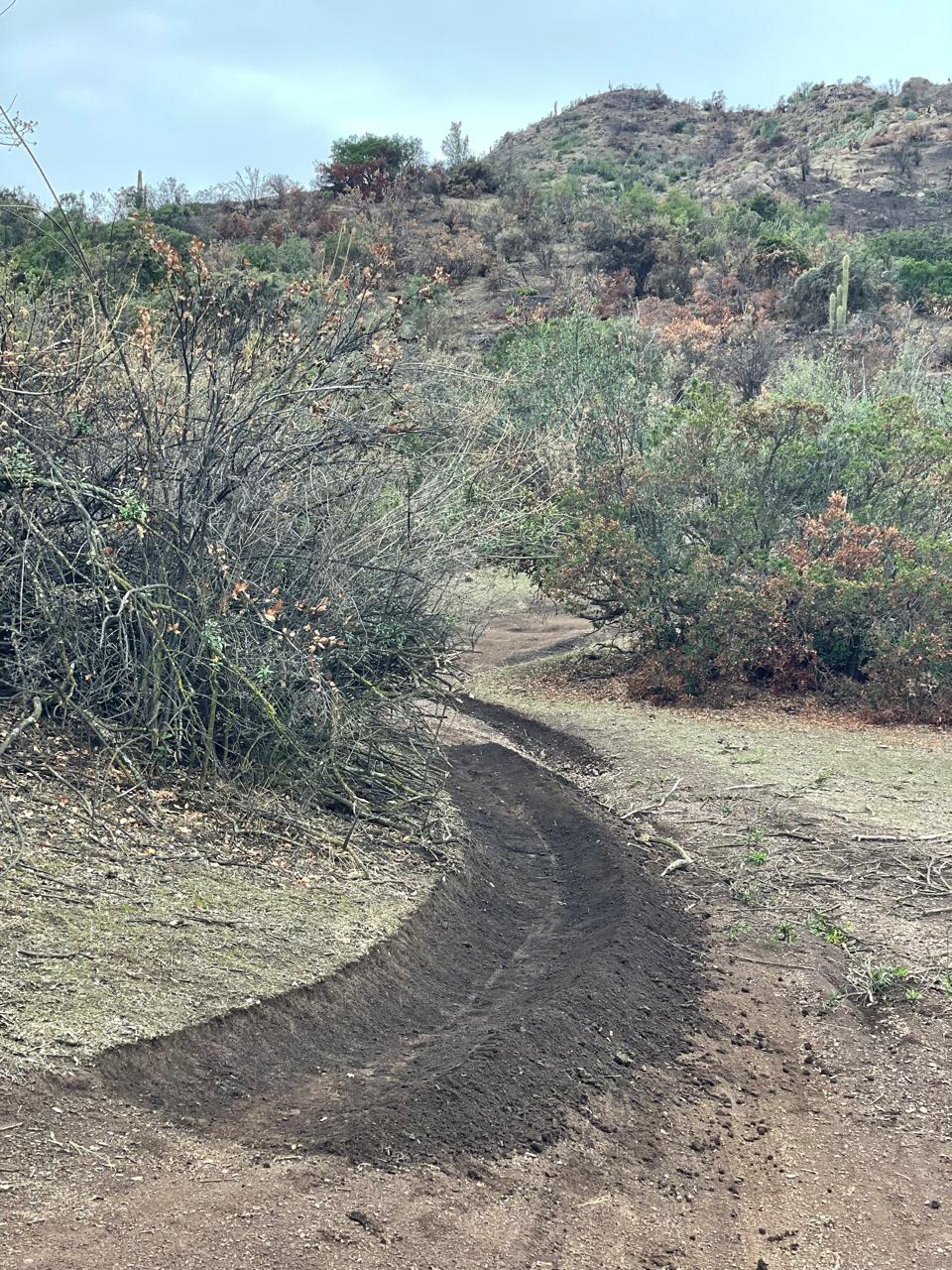 Curva del sendero despejada de vegetación, con la tierra recién compactada