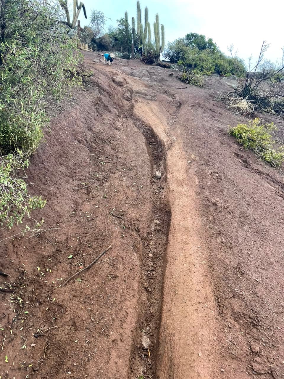 Surco de erosión profundo abierto por el agua en la mitad del sendero