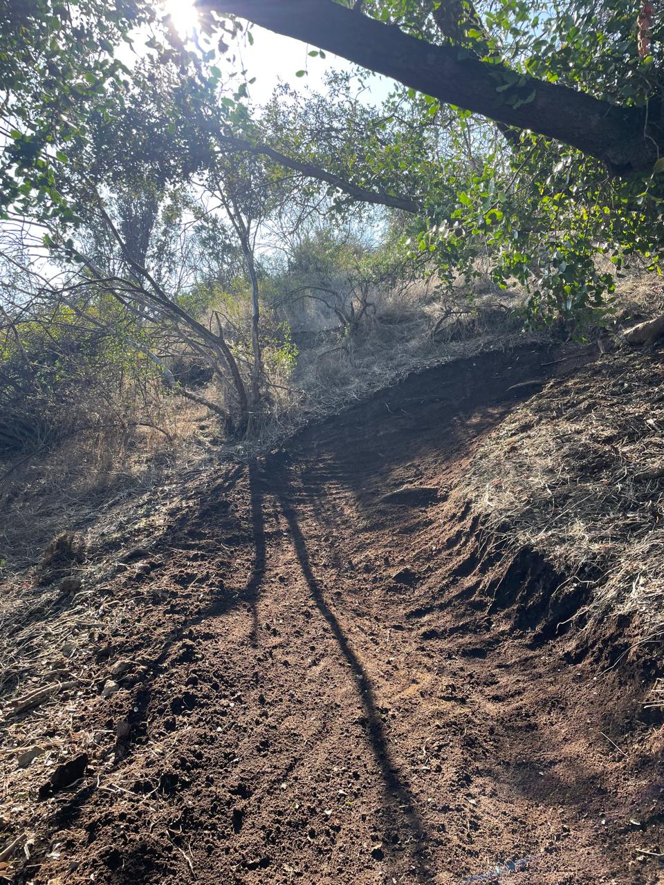 Sendero reperfilado bajo los árboles, a contraluz de la mañana